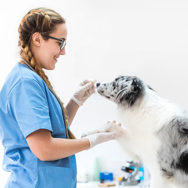 Resp. Civil Profissionais Veterinários